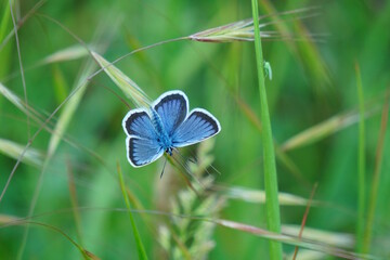 Beautiful little blue butterfly on a background of green grass.