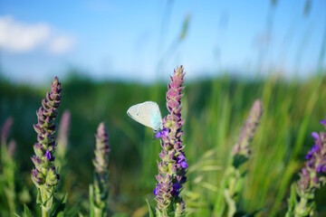 A small butterfly on a blooming sage.