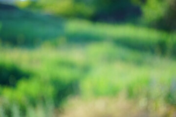 Abstract blurred natural background. Green plants.