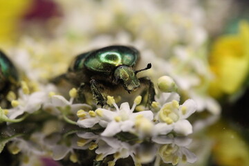 golden beetles feeding on flower pollen Cetonia aurata golden scarab beetle