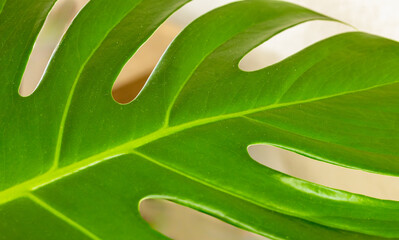 Green monstera leaf showing its typical holes. Close-up, selective focus