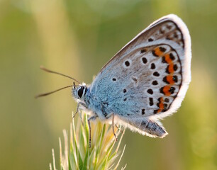 A beautiful little butterfly on a green background.