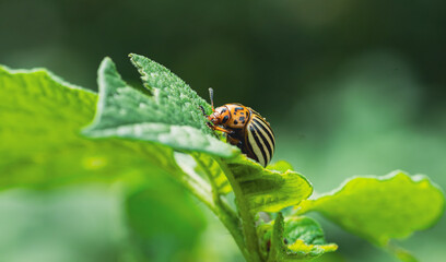 Colorado Potato Beetle Feeding on a Green Leaf in a Garden Setting During Summer Sunlight
