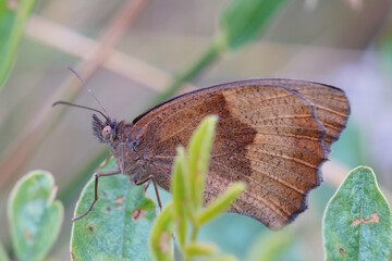 A brown butterfly in wildflowers. Insects in close-up.