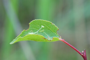 A small praying mantis on a green leaf.