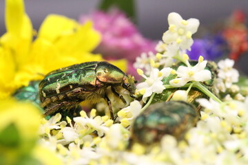 golden beetles feeding on flower pollen Cetonia aurata golden scarab beetle