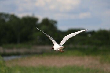 A black-headed gull with wings fully extended glides above a green meadow and wetland area. Captured in motion on a bright day with trees and sky in soft focus.