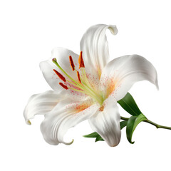 Elegant white lily with delicate orange stamen and green leaves isolated on a transparent background