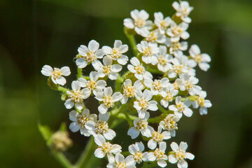 White Yarrow Flowers with Yellow Centers
