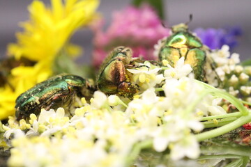 golden beetles feeding on flower pollen Cetonia aurata golden scarab beetle