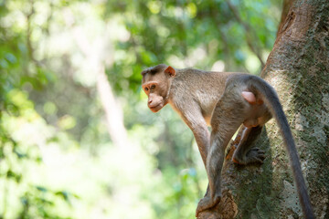 Barbary macaque ape, rhesus monkey jumping on a tree, wildlife, environment in Goa, India, jungle and rainforest animal