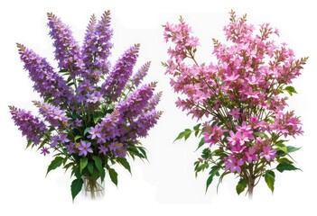Syringa vulgaris and Nerium oleander frontal street