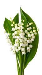 Elegant Lily of the Valley Bouquet with Fresh Green Leaves © Chantanapa