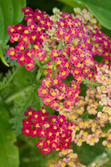 Obraz premium Wild Yarrow Flowers with White Petals and Yellow Centers 