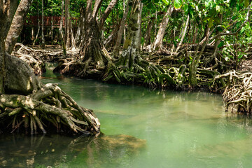 Roots of trees in Peat Swam Forest , landscape at Thapom Klong Song Nam, Krabi Thailand.