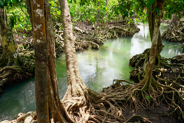 Roots of trees in Peat Swam Forest , landscape at Thapom Klong Song Nam, Krabi Thailand.