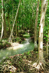 Peat Swam Forest and crystal clear river in canal, landscape at Thapom Klong Song Nam, Krabi...