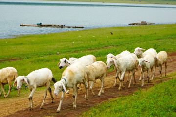Obraz premium White Sheep Walking Along Dirt Path Beside Green Grass and Blue Water Peaceful Rural Scene