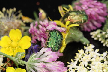 golden beetles feeding on flower pollen Cetonia aurata golden scarab beetle