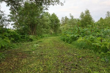Freshly cut grass path leading through dense greenery with trees and tall plants on both sides....