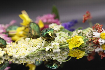 golden beetles feeding on flower pollen Cetonia aurata golden scarab beetle