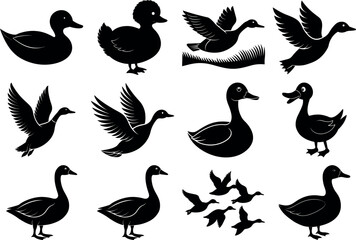 Photo of collection of duck silhouettes isolated on transparent background