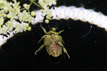 golden beetles feeding on flower pollen Cetonia aurata golden scarab beetle