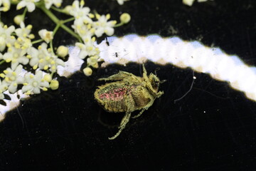 golden beetles feeding on flower pollen Cetonia aurata golden scarab beetle