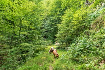 Little foals grazing in the lush forest
