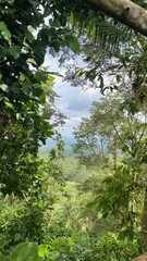 forest in the morning