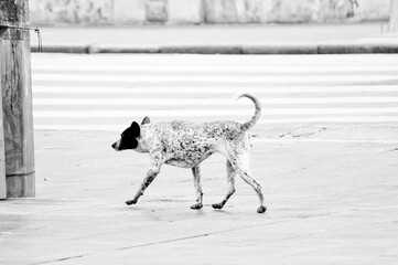 Cachorro vira latas andando pela rua urbana em preto e branco