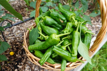 Freshly picked padrón peppers resting in a wicker basket