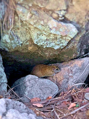 small bird on a rock