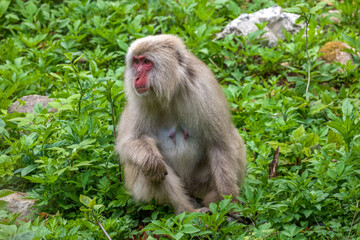 Beautiful Japanese Macaques in Jigokudani monkey park in Nagano Japan