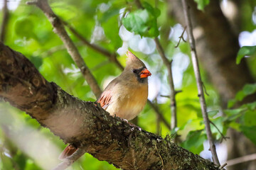 Female Cardinal perched on a tree in Ontario Canada
