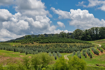 Evergreen trees growing on hillside on summer day with puffy clouds