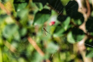 Black and Yellow Garden Spider in an intricate web with bokeh background