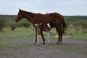 horse and foal