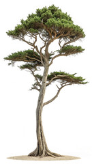 Majestic Cypress Tree, Isolated on White, Serene and Timeless, Lush Green Foliage, Textured Bark, Natural Elegance.