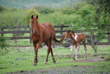 two horses grazing in a field