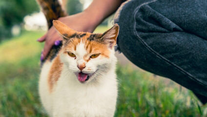 A calico cat stands on green grass happily interacting with a persons hand The sun shines down as they enjoy a peaceful day together in the park
