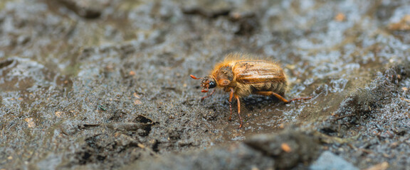 A beetle can be seen moving slowly across moist earth highlighting its detailed texture and coloration Sunlight enhances the scene illuminating the environment