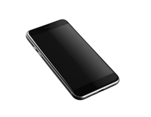  fly isolated on white background 