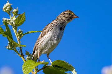 bird on a branch