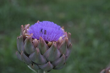 Carciofo
