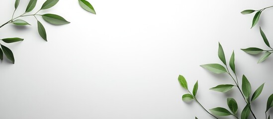 Fresh green leaves arranged on a white surface