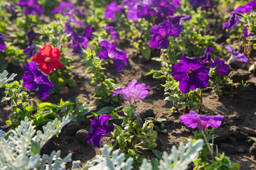 Purple and white petunias in a flowerbed under bright sun