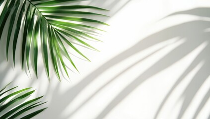 Palm leaf shadows on a bright white background