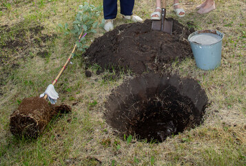 City landscapers work planting young trees in the park