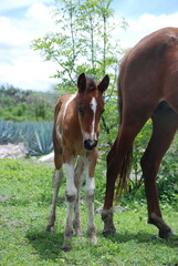 horse in the meadow